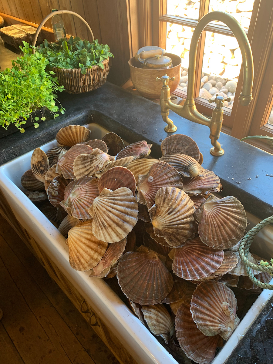 Hand dived scallops
